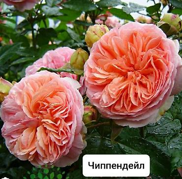 алоказии: Роза — 2