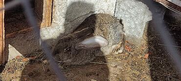 detskaja kurtka na 5 6 let: Продам кролика,порода фландер,самец,6 месяцев