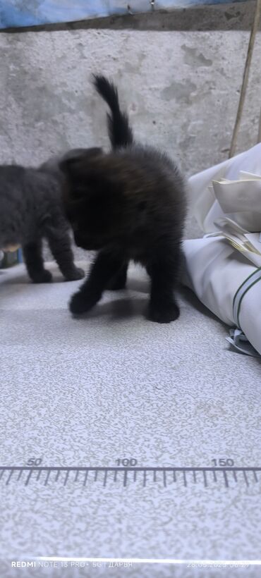 кошку купить: Кошка даром: Экзотическая, 3 месяца, Девочка, Приучена к лотку, Проглистована