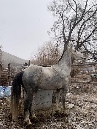 Лошади, кони: Продаю | Конь (самец) | Кара Жорго — 4