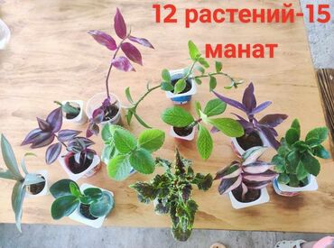 gec bosalmaq ucun bitkiler: Комплект растений 
Dest