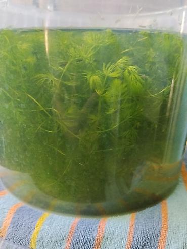 балык: Водное растение для аквариума — роголистник (Ceratophyllum), а также — 2