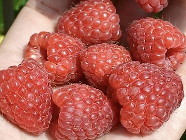 Малина: Продается саженцы элитный сорт малины ХЕРИТЕЙДЖ. Ремонтантная — 8