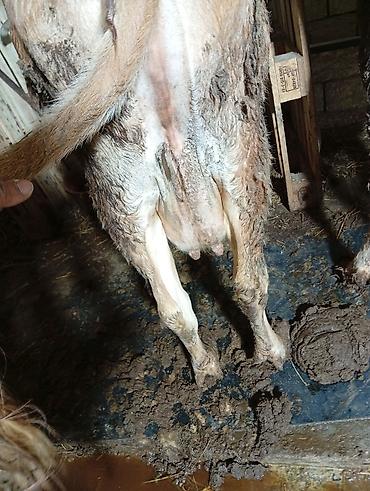 Inəklər, öküzlər: Satılır: inək Xüsusiyyətlər: - Süd istiqamətli yerli cins (qarışıq — 5