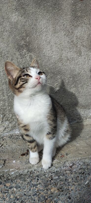 Pişiklər: Tabbi, Dişi, Yaxşı əllərə, Pulsuz çatdırılma — 1