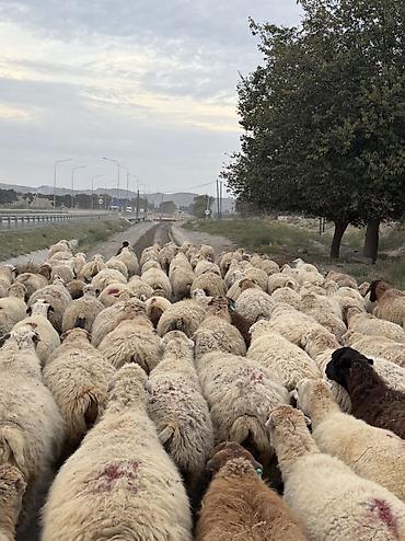 qoyun quyruğu: Dişi, il: 1, Damazlıq — 5