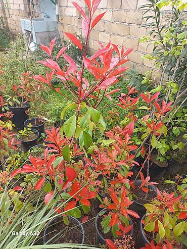 lent gul buketi: Fotiniya (Photinia Red Robin) dekorativ kol növləri saksılarda. - — 1