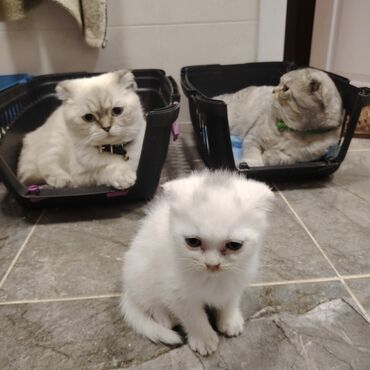 Pişiklər: Şotland yastı qulaq, Dişi, Yaxşı əllərə, Ünvandan götürmə — 7