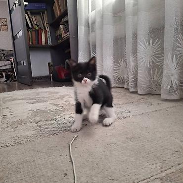 Отдам даром кошку: Кошка даром: Беспородная, 3 месяца, Девочка, Приучена к лотку — 3