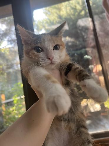 Продажа кошек: Трёхцветная кошечка ищет самый добрый дом ❤️ черепахово-белая с — 8