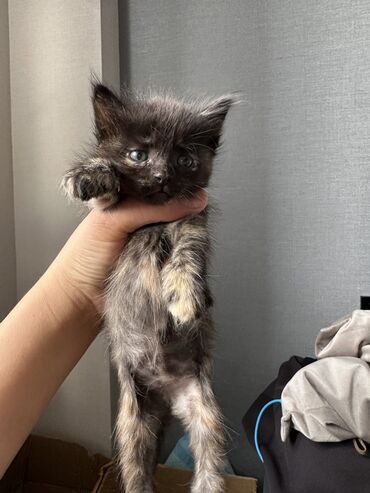котята простые: Кошка даром: Ангорская, 1 месяц, Девочка, Метис