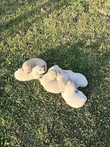 itlee: Retriever, 1 ay — 6