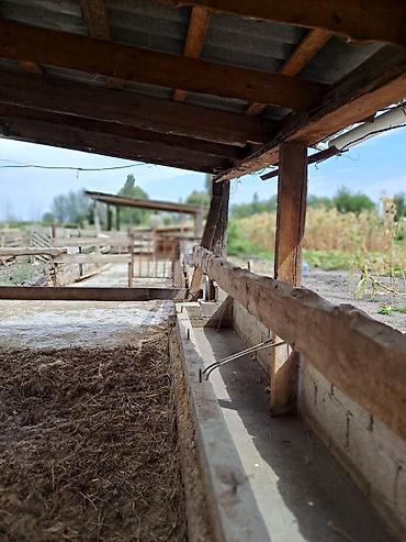 Продажа коттеджей и домов: Продается дом ферма на участке в 40 соток. в селе Сретенка. На — 7