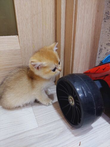 Pişiklər: Qızıl şinşilla, Erkək, Dişi, Yaxşı əllərə, Ünvandan götürmə — 20