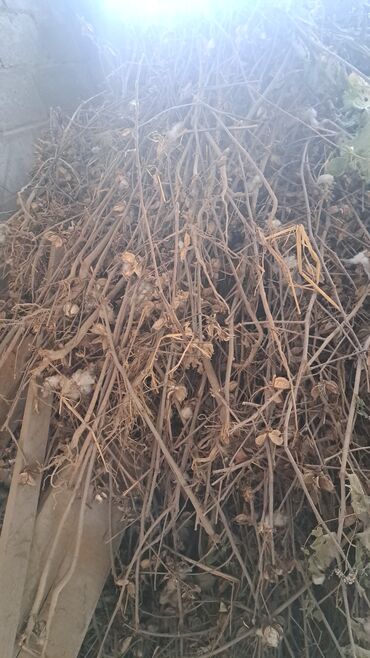 продаю кукуруза: Дрова