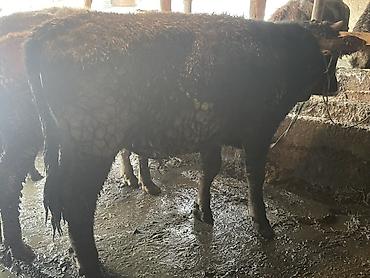 Коровы, быки: Продаю | Бык (самец) — 1