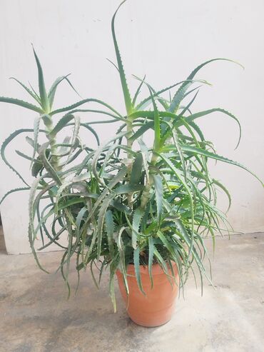 Aloe: Müalicəvi Aloy gülü satılır.8 illikdir.
1 ədədi 10 azn