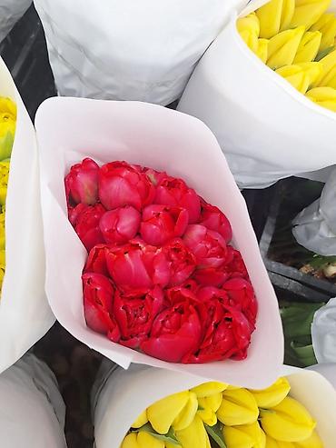 Букеты из живых цветов: Г.Ош оптом и розницу. Тюльпаны с луковицами, срезка «на поле» в — 11