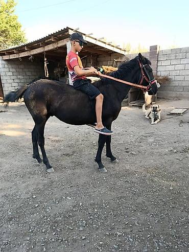 жип пресс: Продаю | Конь (самец) | Мерин — 1