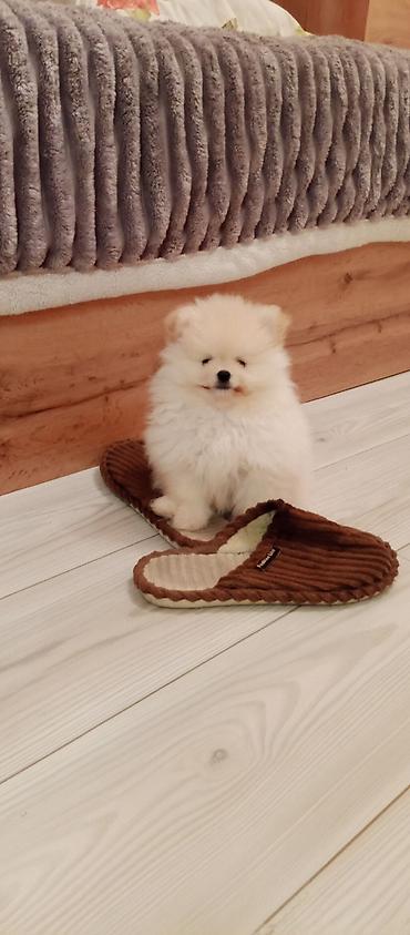 İtlər: Şpitz — 2