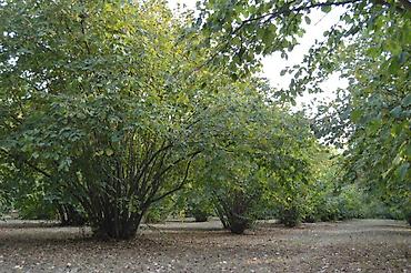 qubada torpaq sahesi satilir: 55 sot, Tikinti, Mülkiyyətçi, Kupça (Çıxarış) — 6