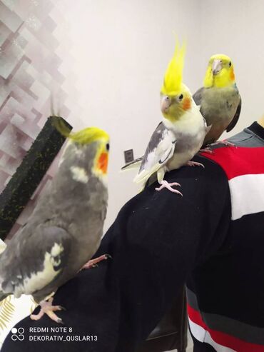 Tutuquşları: Salam danisan quslar satilir. Yaslari ferqlidir. Quslar dislemir — 4