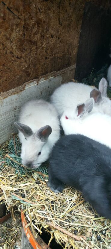 Кролики: Продаю | Крольчата | Калифорнийская, Новозеландская, НЗК | Для разведения — 1