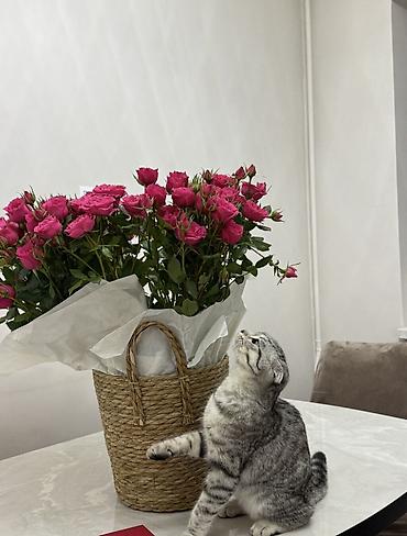Продажа кошек: Скотиш Фолд (Шотландская вислоухая), 7 месяцев, Девочка, Серый, Приучена к лотку, Проглистована, С прививками — 2