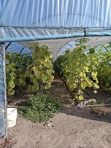 место отдыха: Продается дом! Московский район село Петровка. На первой линии вдоль — 8