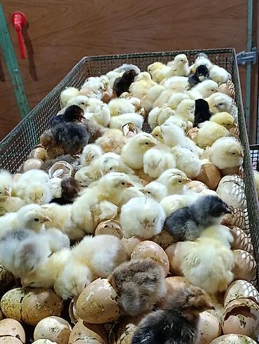 Cücələr: Sort cucelerin satisi 65-70 qepikden baslayir her nov satışda cuce — 6