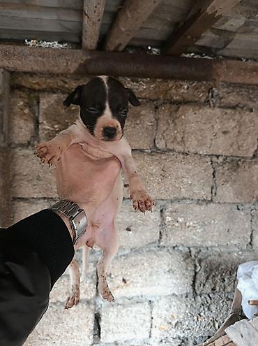 şpis itler: Pitbul, 1 ay, Erkək, Ödənişli çatdırılma — 8
