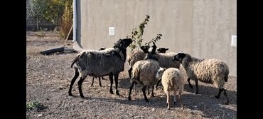 Qoyunlar, qoçlar: Salam Satır Ramanov qoyunları Boğaz. damazlığ 4 tişi 3 erkəydi -da lalafo.az — 2 Qoyunlar, qoçlar: Salam Satır Ramanov qoyunları Boğaz. damazlığ 4 tişi 3 erkəydi — 2