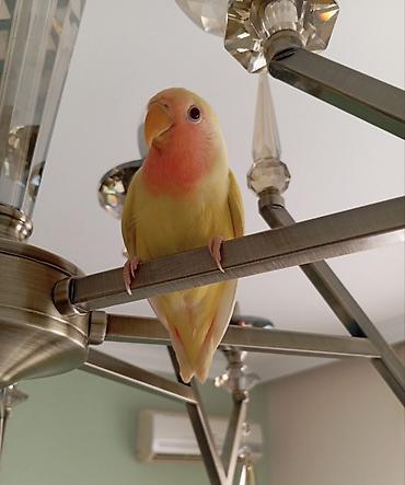 Tutuquşları: Sarı rəng nerazlucnik (lovebird) satılır.Dişidir.2 ay yarımlıqdır. Ələ — 4
