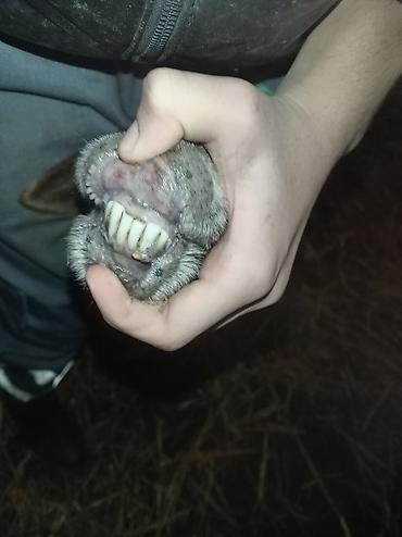 Qoyunlar, qoçlar: Sağlamdı 2ci qarına qoça gəlib. Ünvan Novxanı — 9