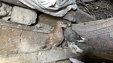 Продаю голубей одну пару и голубка одна игровые летают четко — 4