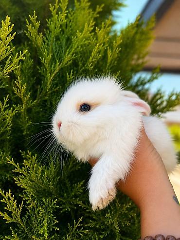 ərəb dovşanı: 1 aylıq balaca🐰 Hazırda məndə bu çox şirin dovşanım var 🥹🤍 Çox şirin — 6