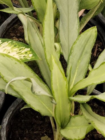 Otaq bitkiləri: Otaq bitkiləri – Fikus elastika kolleksiyası və digər dekorativ növlər — 34