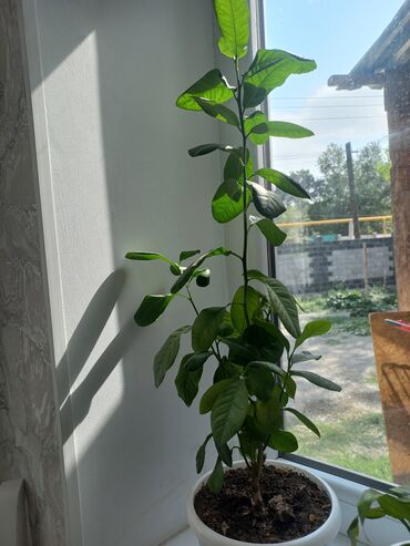 Другие комнатные растения: Молодой саженец лимона, выращенный в домашних условиях. Растение имеет at lalafo.kg — 2 Другие комнатные растения: Молодой саженец лимона, выращенный в домашних условиях. Растение имеет — 2