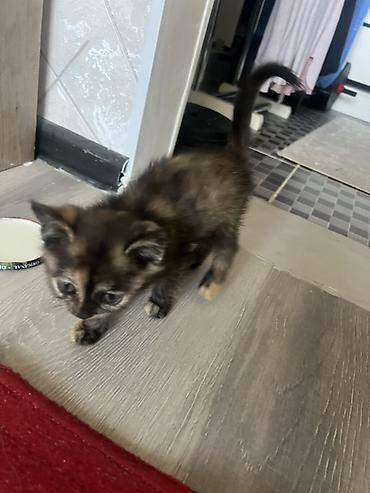 сухопутную черепаху: ОТДАМ КОТЕНКА В ХОРОШИЕ РУКИ!! Котёнок трёхцветной (черепаховой) — 2