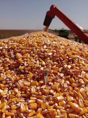 картошка ривера: Кукуруза зерновая Жугору #мака Влажность 13-12% Пионер, стякляжка — 2