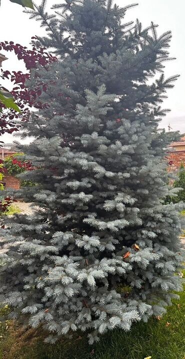 рукав для полива: Ель голубая (Picea pungens, Blue Spruce) - Эффектная хвойная с