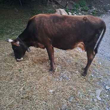 Inəklər, öküzlər: Salam öz inəyimdi yanındada balası bir yerdə satılır alverci deyiləm — 3