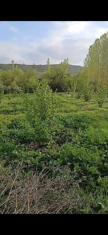 topaq: 14 sot, Tikinti, Mülkiyyətçi, Kupça (Çıxarış) — 4