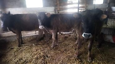 Коровы, быки: Продаю | Тёлка | На откорм — 12