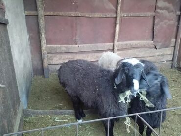 Бараны, овцы: Продаю баранов в селе Петровка 23000 за каждого