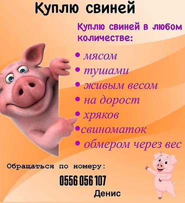 хряк: Куплю свиней мясом тушами,вынуждены забой, хряков, на дорост — 1