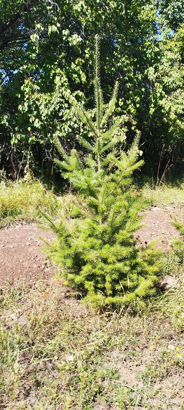 Декоративные деревья: Саженцы деревьев: Ели, Бесплатная доставка — 14