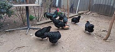 korella quş: Təmiz qan Avstrolop toyuqlarının mayalı yumurtalarının satışı başladı — 2