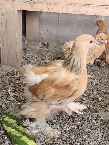 куры брамма: Продаю | Цыплята | Брама | Для разведения — 9