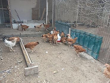 halep keçisi satilir: 3ayliq saglam lider 55 (loman braun)cuceleri — 3